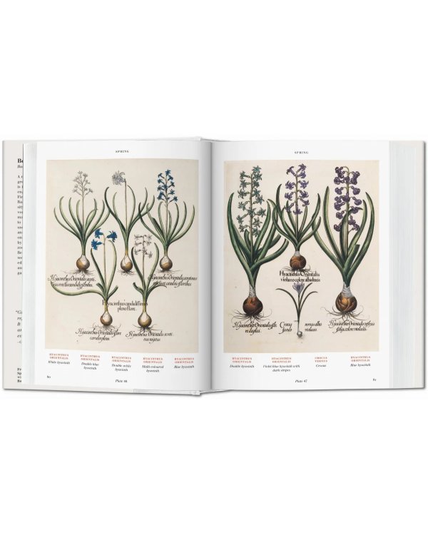 Basilius Besler's Florilegium. The Book of Plants