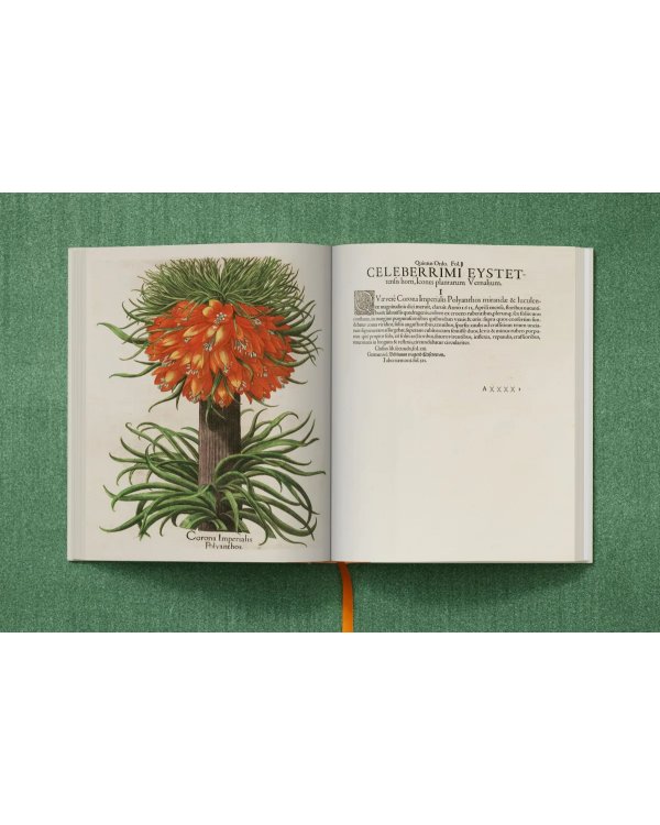 Basilius Besler. The Garden at Eichstätt