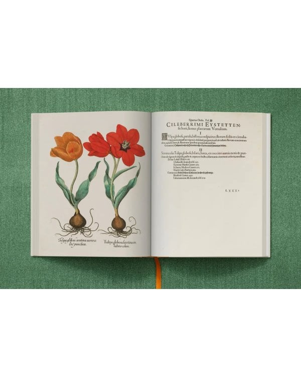 Basilius Besler. The Garden at Eichstätt