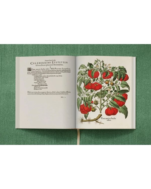 Basilius Besler. The Garden at Eichstätt