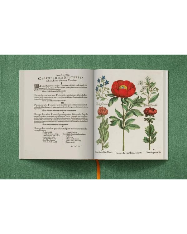 Basilius Besler. The Garden at Eichstätt