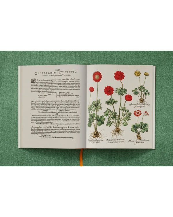 Basilius Besler. The Garden at Eichstätt