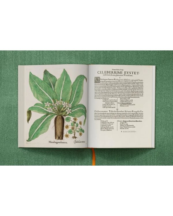 Basilius Besler. The Garden at Eichstätt