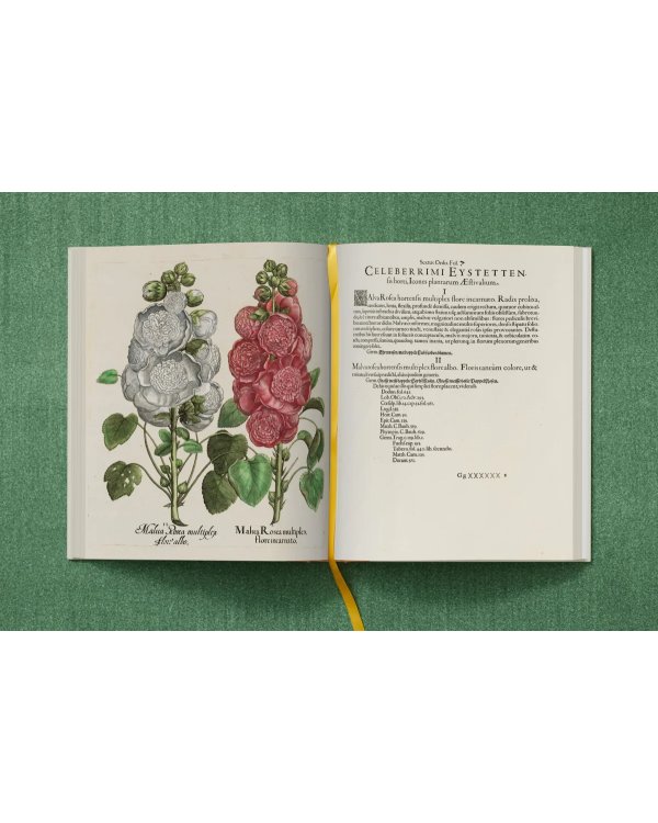 Basilius Besler. The Garden at Eichstätt