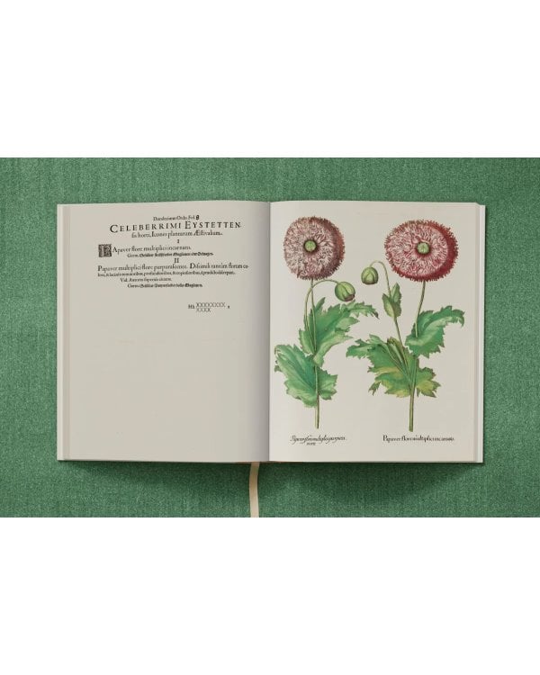 Basilius Besler. The Garden at Eichstätt