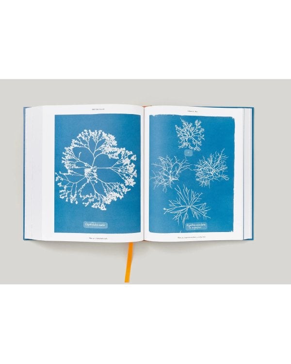 Anna Atkins. Cyanotypes