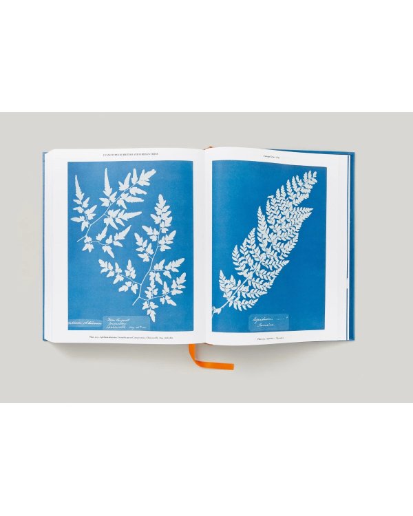 Anna Atkins. Cyanotypes