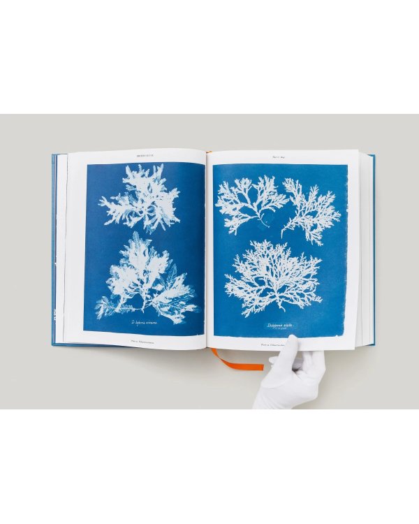 Anna Atkins. Cyanotypes