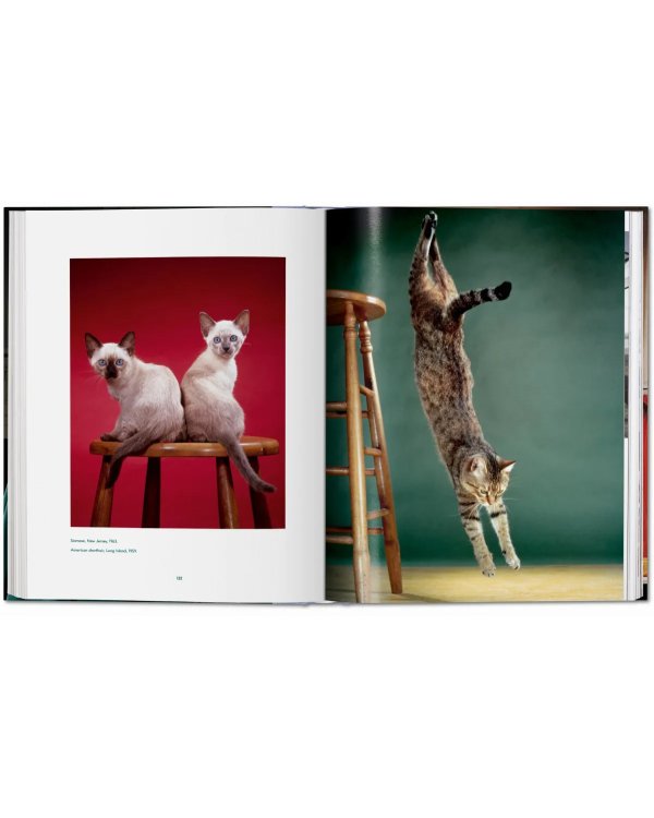 Walter Chandoha. Cats. Photographs 1942–2018