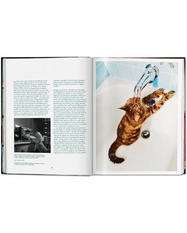 Walter Chandoha. Cats. Photographs 1942–2018