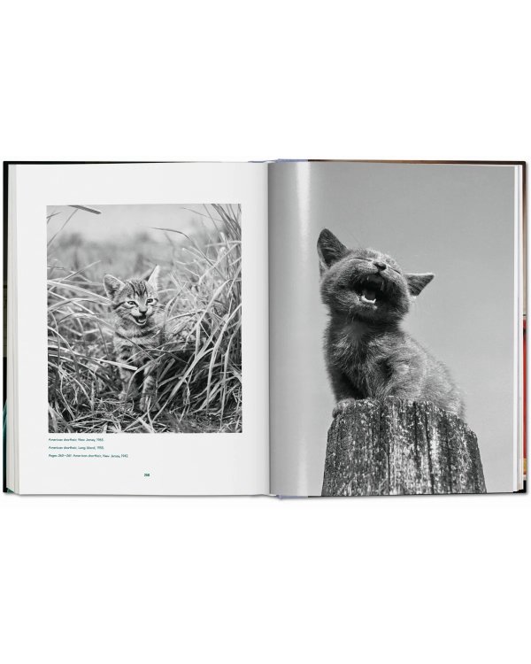 Walter Chandoha. Cats. Photographs 1942–2018