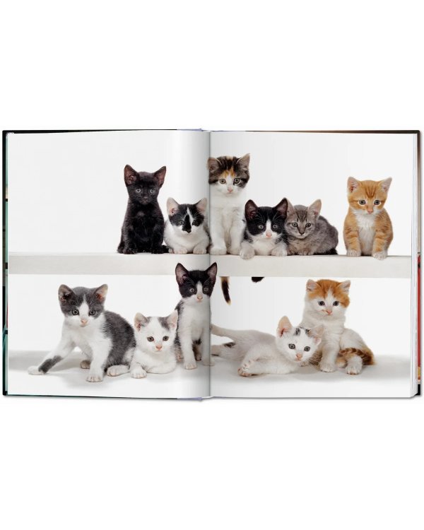 Walter Chandoha. Cats. Photographs 1942–2018