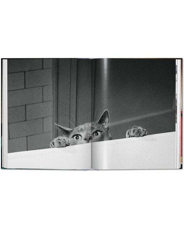 Walter Chandoha. Cats. Photographs 1942–2018