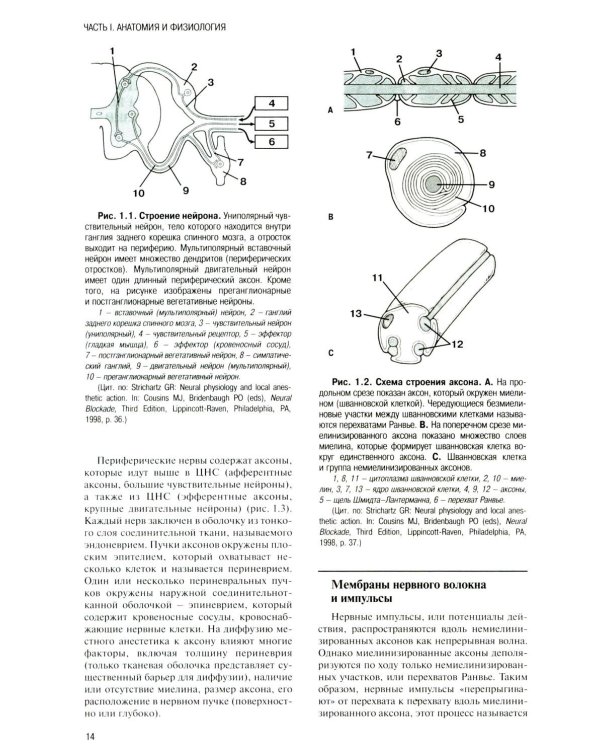 Регионарная анестезия: Самое необходимое в анестезиологии. 5-е изд