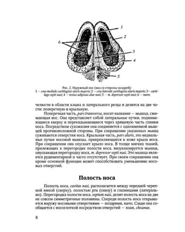 Функциональная анатомия ЛОР-органов. 2-е изд., стер