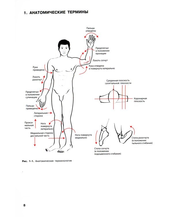 Наглядная анатомия. 3-е изд., перераб. и доп