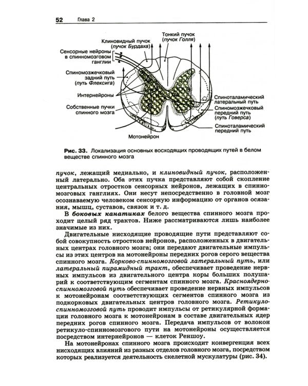 Анатомия нервной системы: Учебное пособие для студентов. 4-е изд