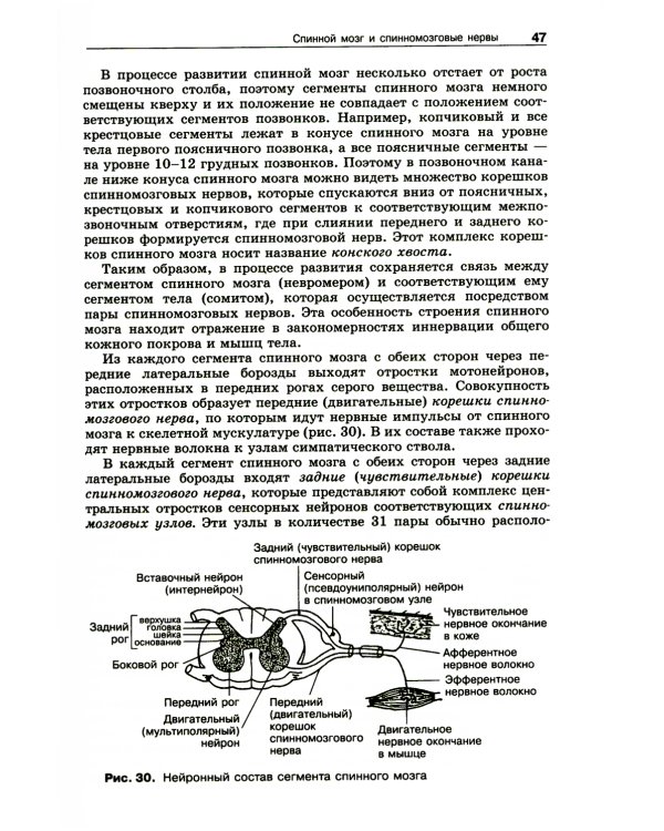 Анатомия нервной системы: Учебное пособие для студентов. 4-е изд
