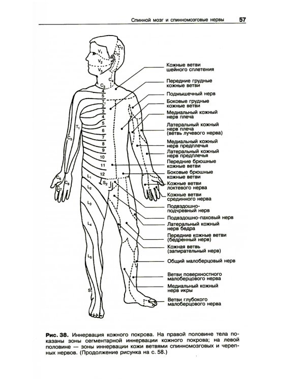 Анатомия нервной системы: Учебное пособие для студентов. 4-е изд