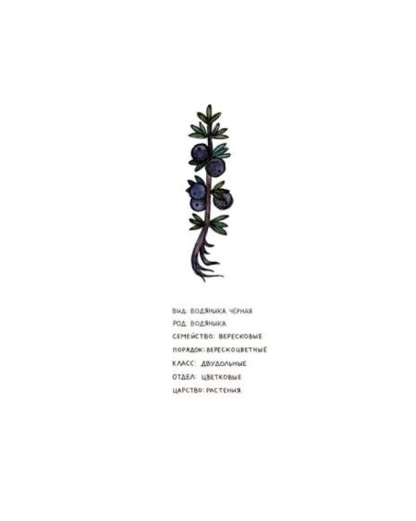 Азбука северных растений