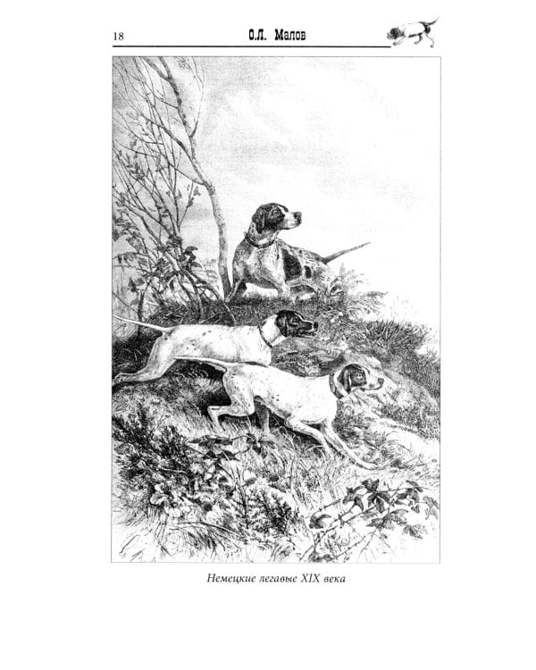 Курцхаар на охоте и дома