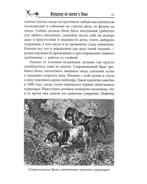 Курцхаар на охоте и дома