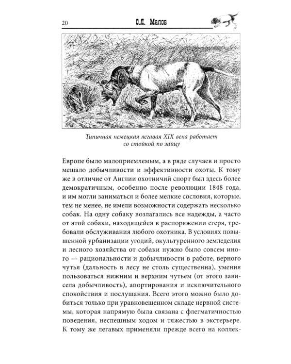 Курцхаар на охоте и дома