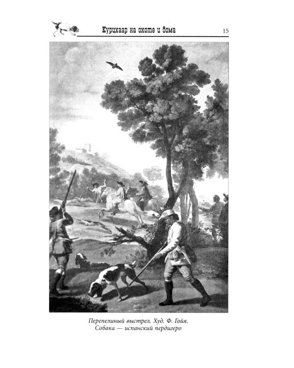 Курцхаар на охоте и дома