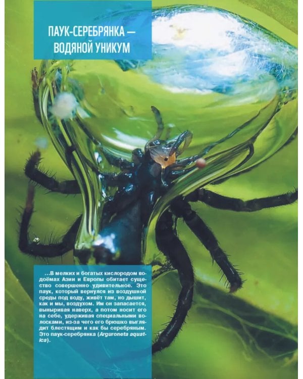 Кто, где живет. Норы, укрытия и гнезда животных