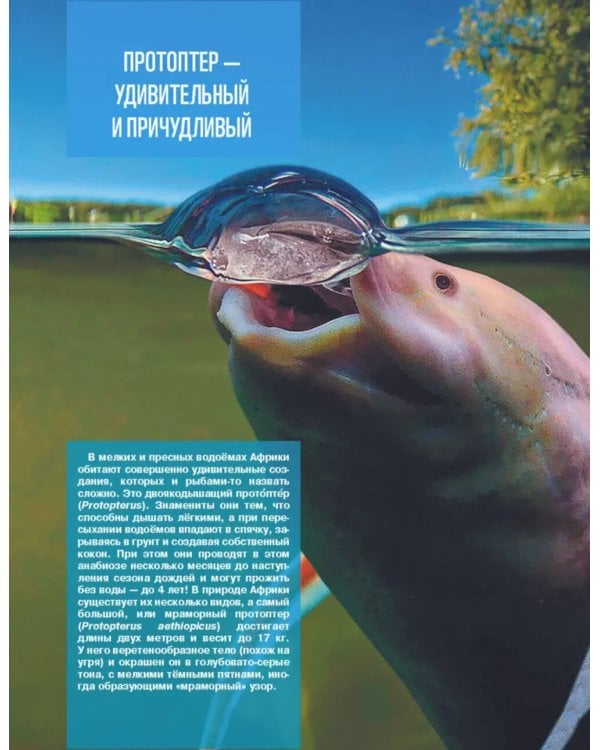 Кто, где живет. Норы, укрытия и гнезда животных