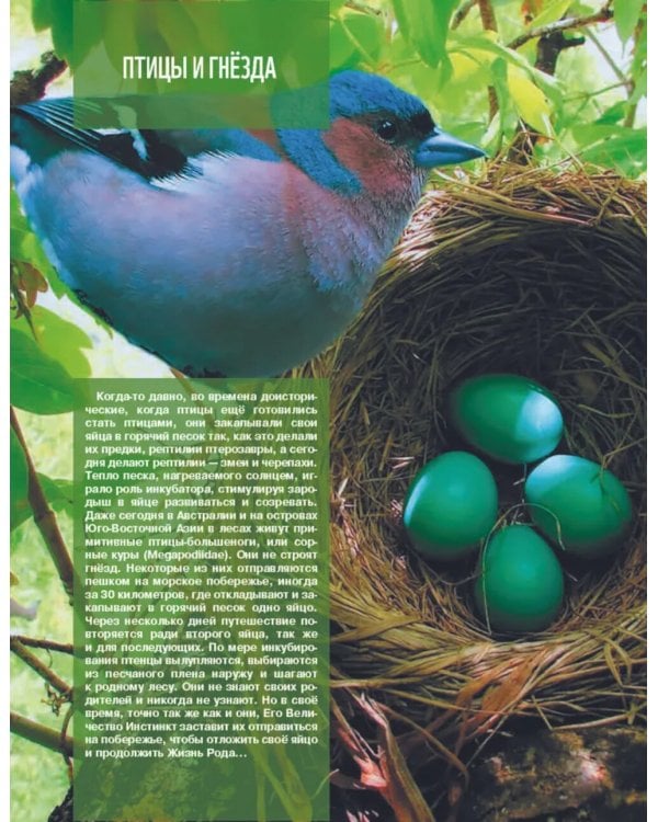 Кто, где живет. Норы, укрытия и гнезда животных