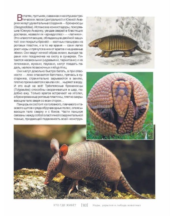 Кто, где живет. Норы, укрытия и гнезда животных