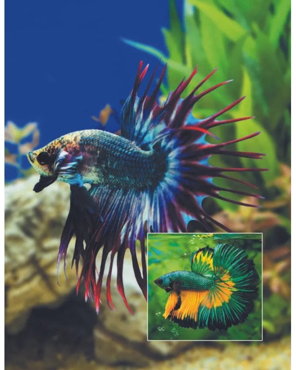 Кто, где живет. Норы, укрытия и гнезда животных