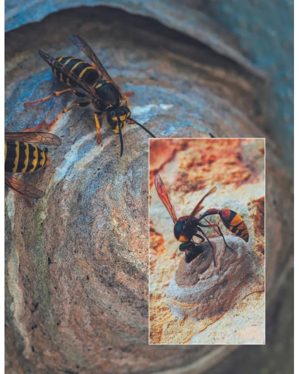 Кто, где живет. Норы, укрытия и гнезда животных