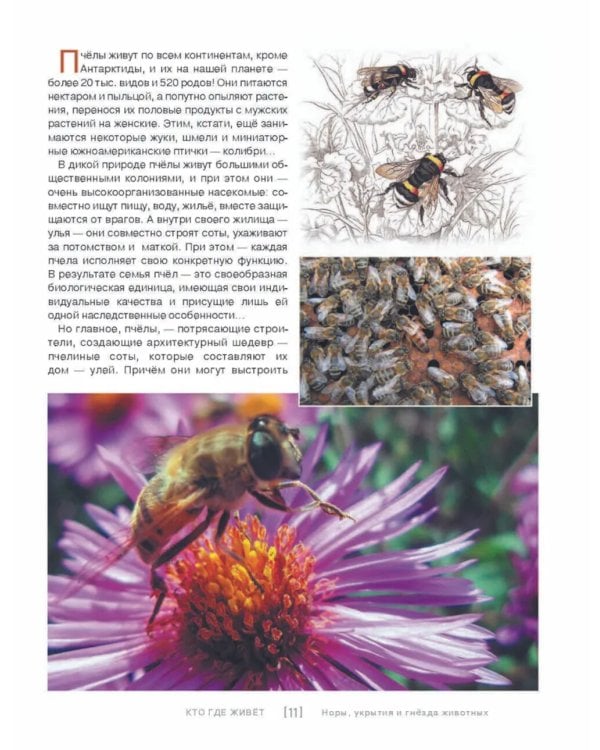 Кто, где живет. Норы, укрытия и гнезда животных