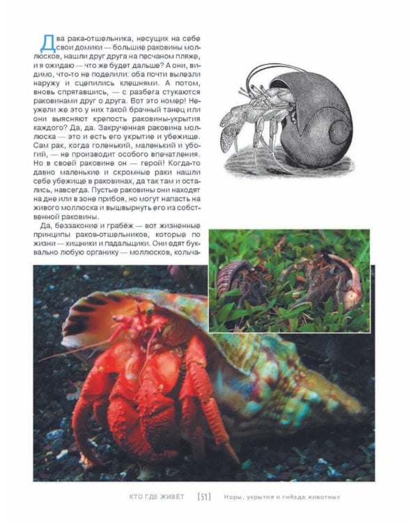 Кто, где живет. Норы, укрытия и гнезда животных