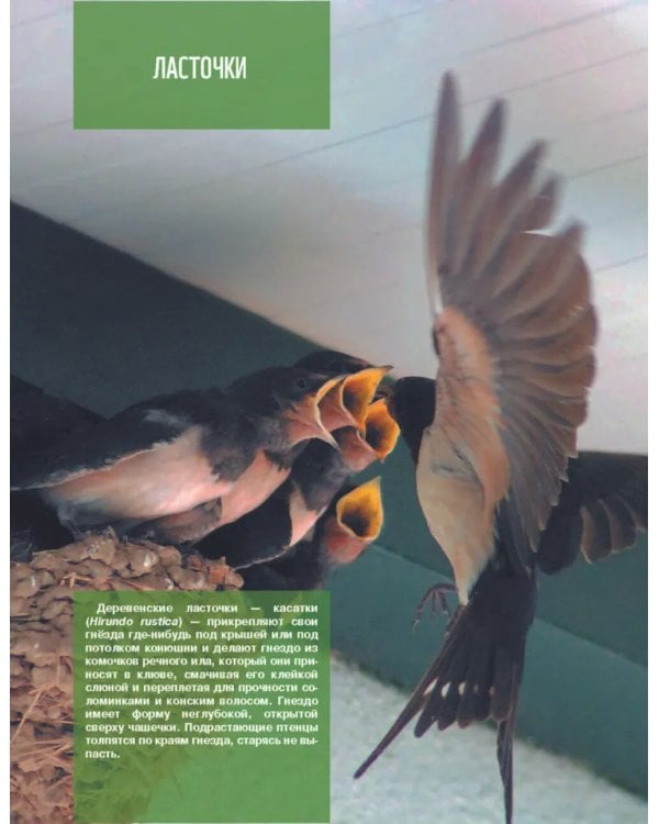 Кто, где живет. Норы, укрытия и гнезда животных