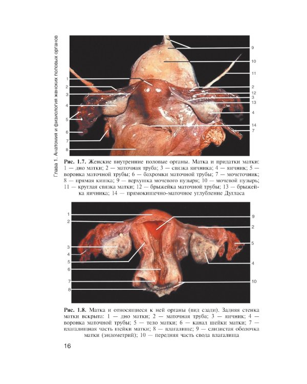 Медицинская помощь женщине с гинекологическими заболеваниями в различные периоды жизни: Учебник. 2-е изд., перераб. и доп