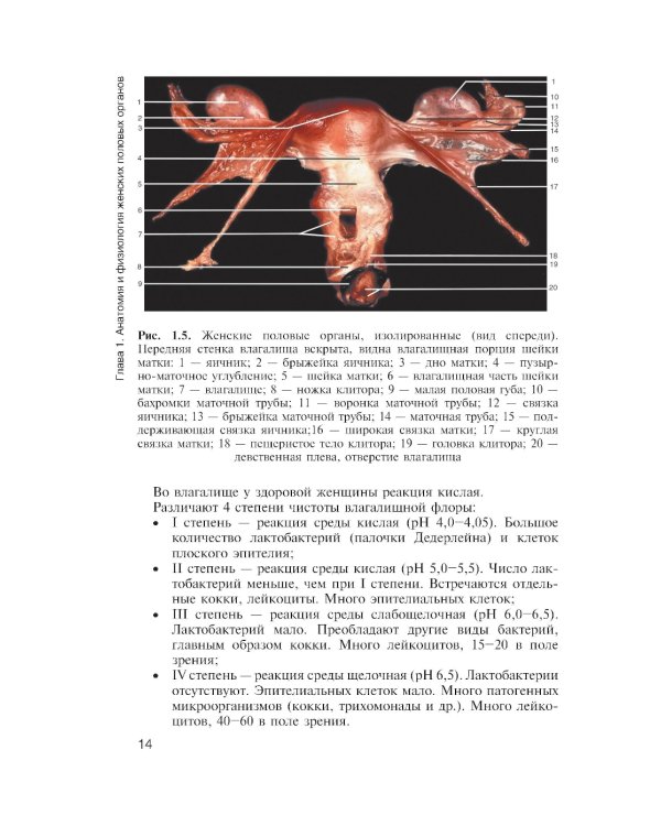 Медицинская помощь женщине с гинекологическими заболеваниями в различные периоды жизни: Учебник. 2-е изд., перераб. и доп