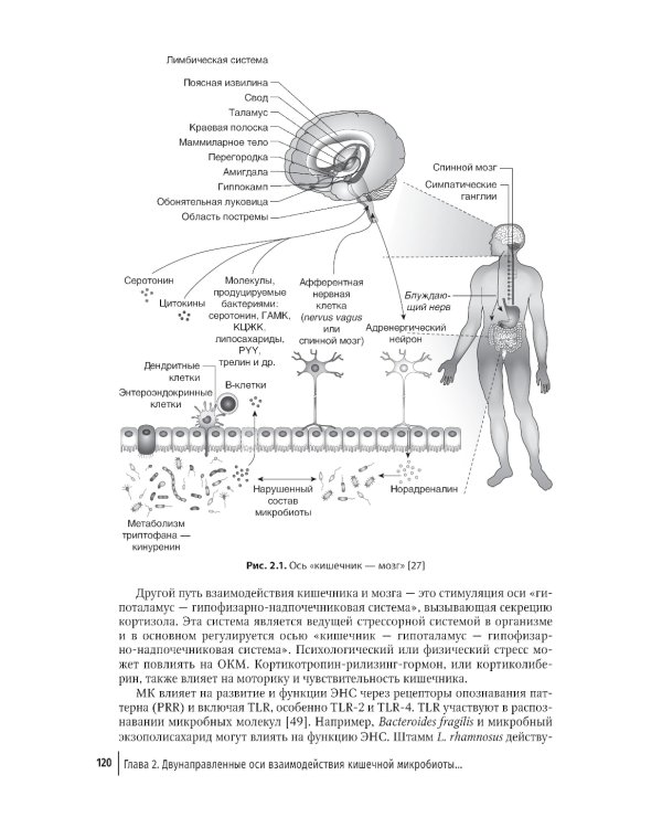 Кишечная микробиота как регулятор работы органов и систем человека: руководство для врачей