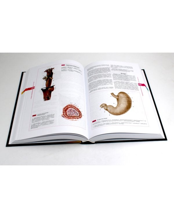 Атлас нормальной анатомии человека: Учебное пособие. 6-е изд