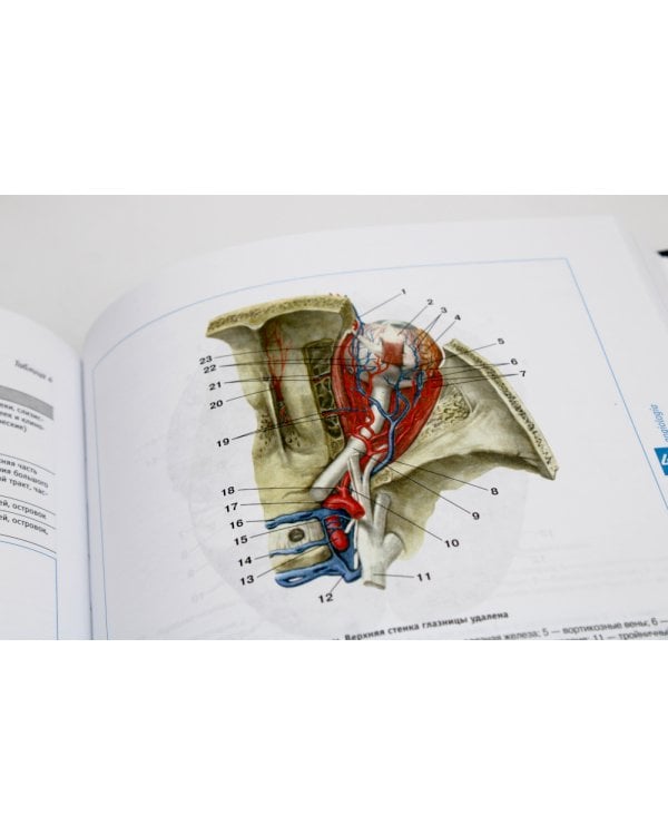 Атлас нормальной анатомии человека: Учебное пособие. 6-е изд