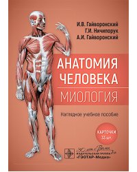 Анатомия человека. Миология. Карточки : наглядное учебное пособие