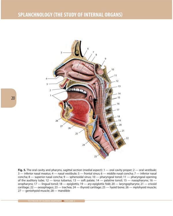 Textbook of Human Anatomy. In 3 vol. Vol. 2: Splanchnology and cardiovascular system: на англ.яз