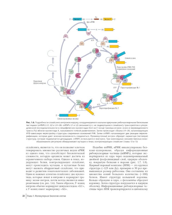 Цветной атлас по клинической гематологии: молекулярная и клеточная основа заболеваний : руководство