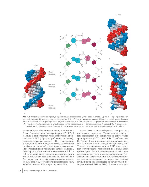 Цветной атлас по клинической гематологии: молекулярная и клеточная основа заболеваний : руководство