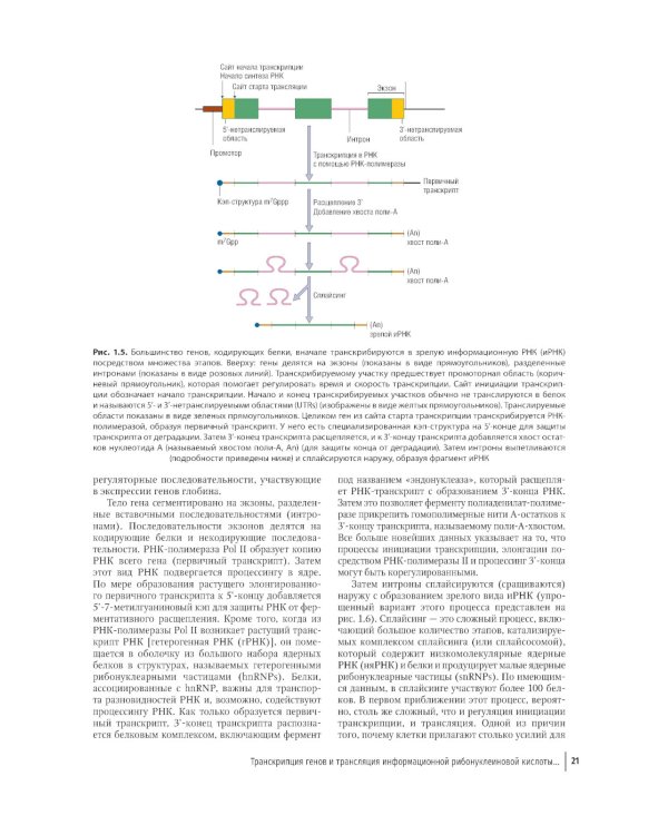 Цветной атлас по клинической гематологии: молекулярная и клеточная основа заболеваний : руководство