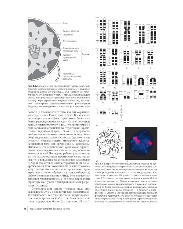 Цветной атлас по клинической гематологии: молекулярная и клеточная основа заболеваний : руководство
