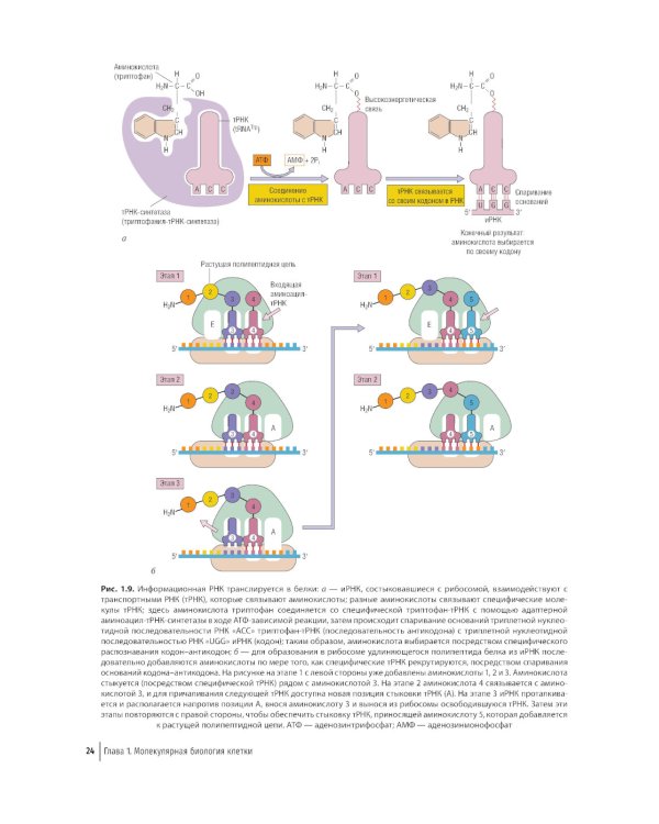Цветной атлас по клинической гематологии: молекулярная и клеточная основа заболеваний : руководство