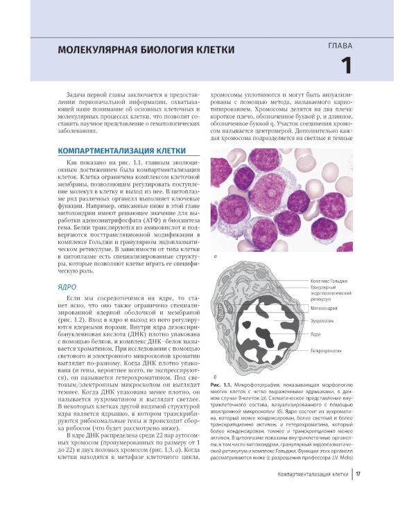 Цветной атлас по клинической гематологии: молекулярная и клеточная основа заболеваний : руководство